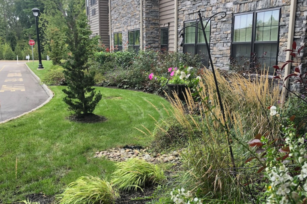 A garden with a variety of plants