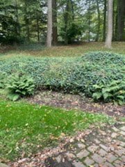 Shrubs in a garden