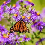 A butterfly resting under some flowers from a butterfly garden. Butterfly garden designs Chester County.