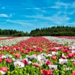 Rows of white and red flowers under a daytime sky.