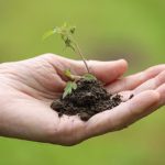 A seedling preparing for transplanting.