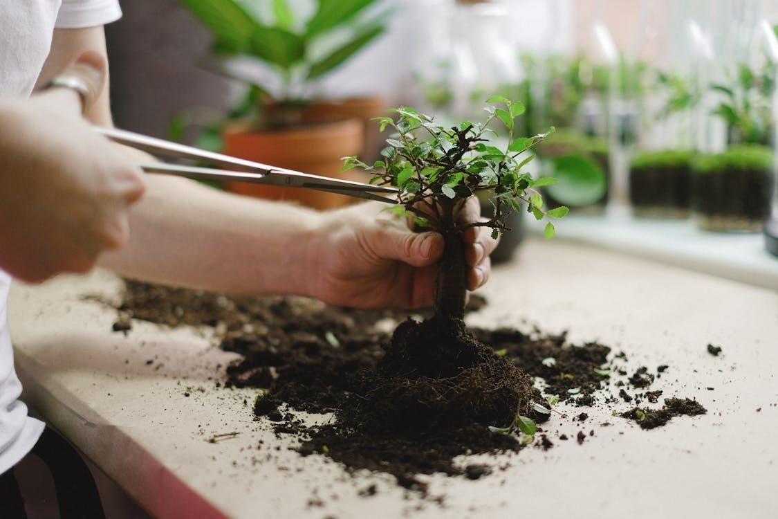 Trimming a plant for transplanting.